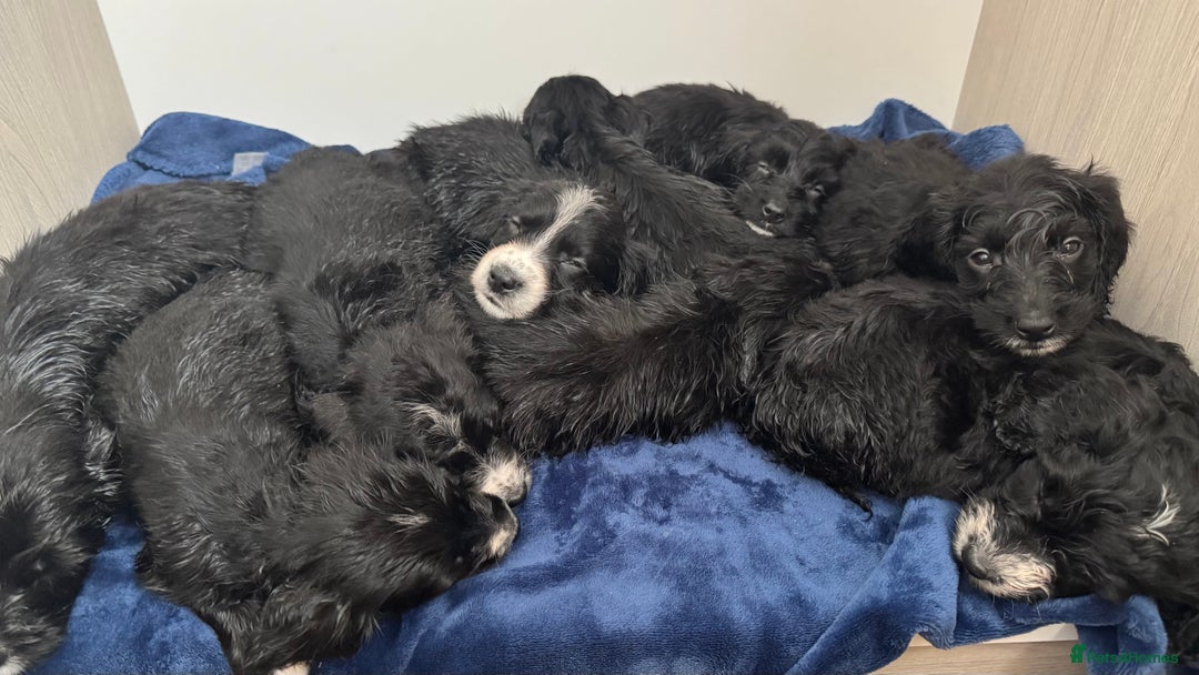 Cockapoo dogs for sale: Beautiful Cockapoo puppies!  - Image 1