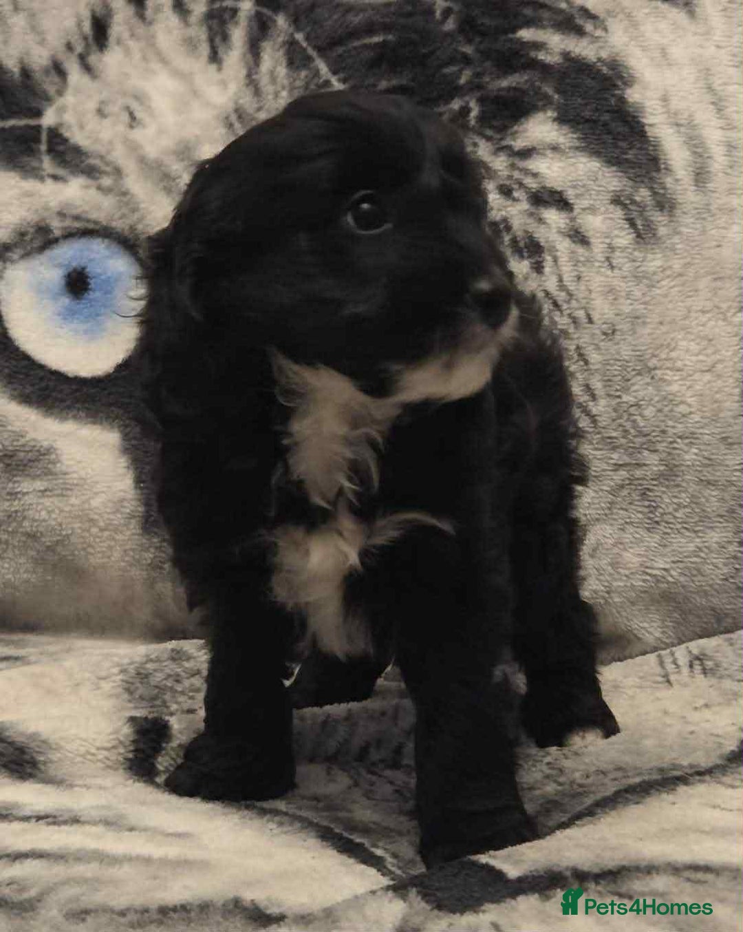 Cockapoo dogs for sale: F1 Merle cockerpoo  - Advert 22