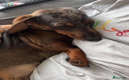 Miniature Dachshund dogs for sale: Miniature dachshund merle - Image 2