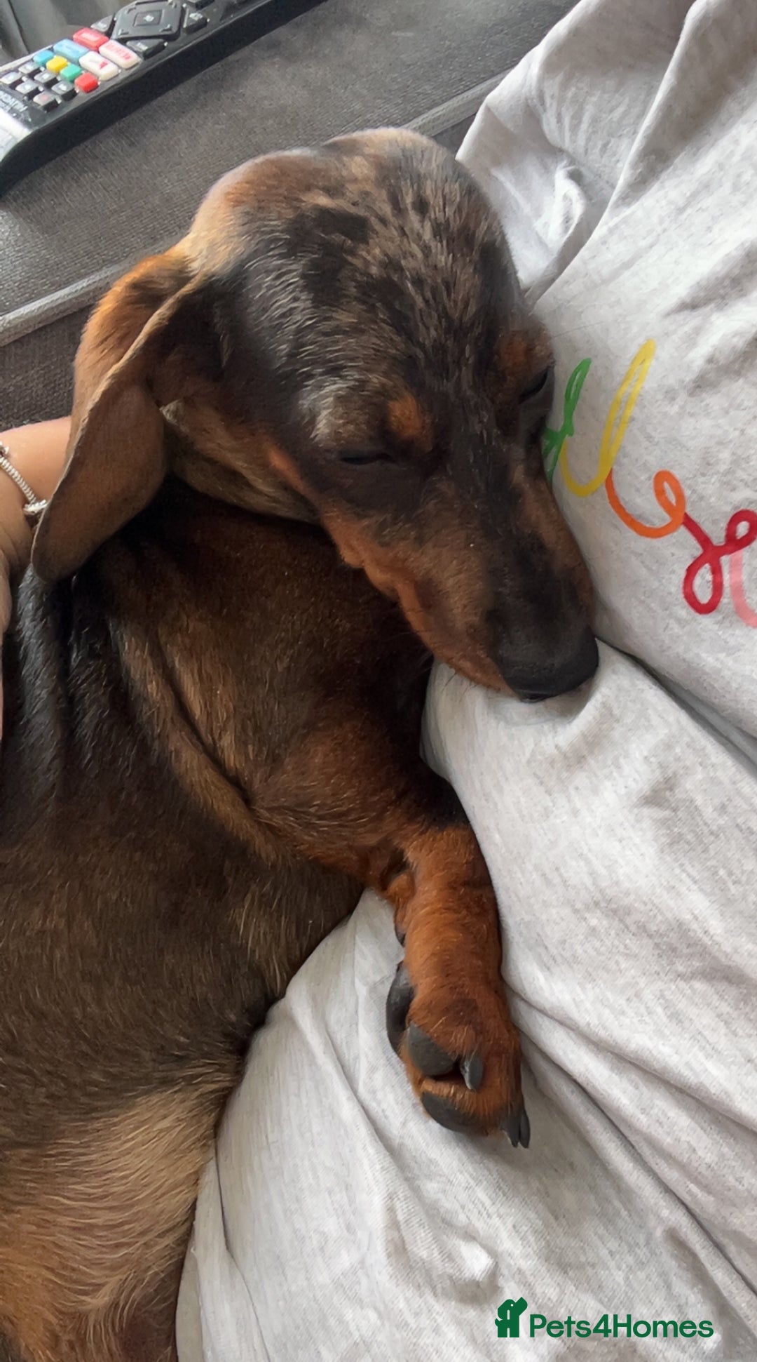 Miniature Dachshund dogs for sale: Miniature dachshund merle - Image 2