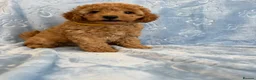 Toy Poodle dogs for sale: Beautiful health tested toy poodles  - Advert 28