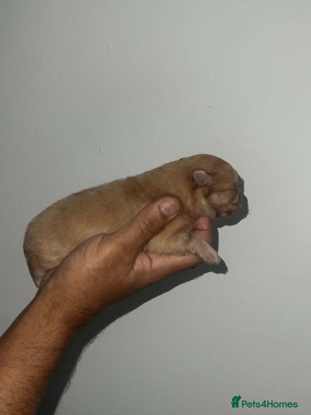 Pomeranian dogs for sale: Pomeranian puppy’s  - Image 12
