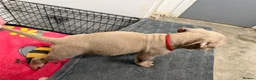American Bully dogs for sale: American pocket bully puppies for sale 🐾 - Advert 19