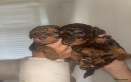 Cavapoo dogs for sale: 4 gorgeous boy cavapoos🐾 - Image 8