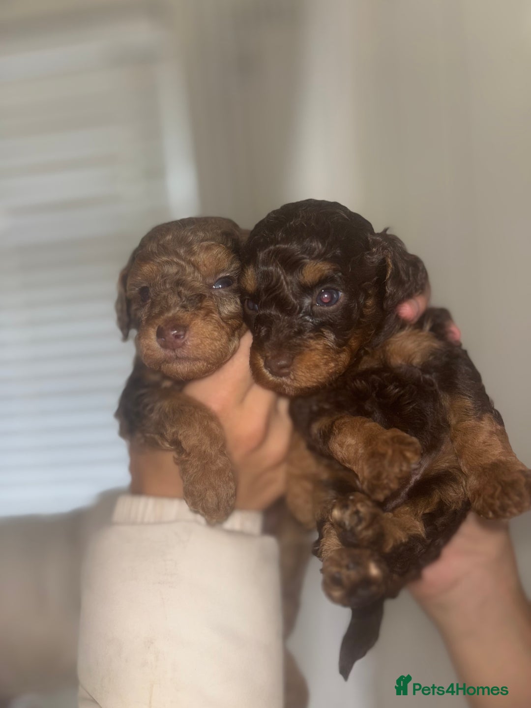 Cavapoo dogs for sale: 4 gorgeous boy cavapoos🐾 - Image 8
