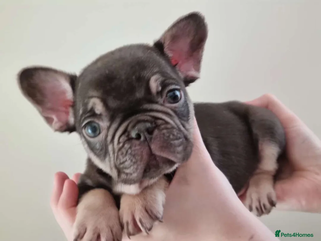 French Bulldog dogs for sale: Chocolate & tan female - Advert 9