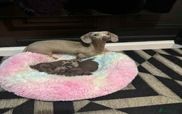 Miniature Dachshund dogs for sale: 5⭐️ Miniature dachshund pups  - Image 4