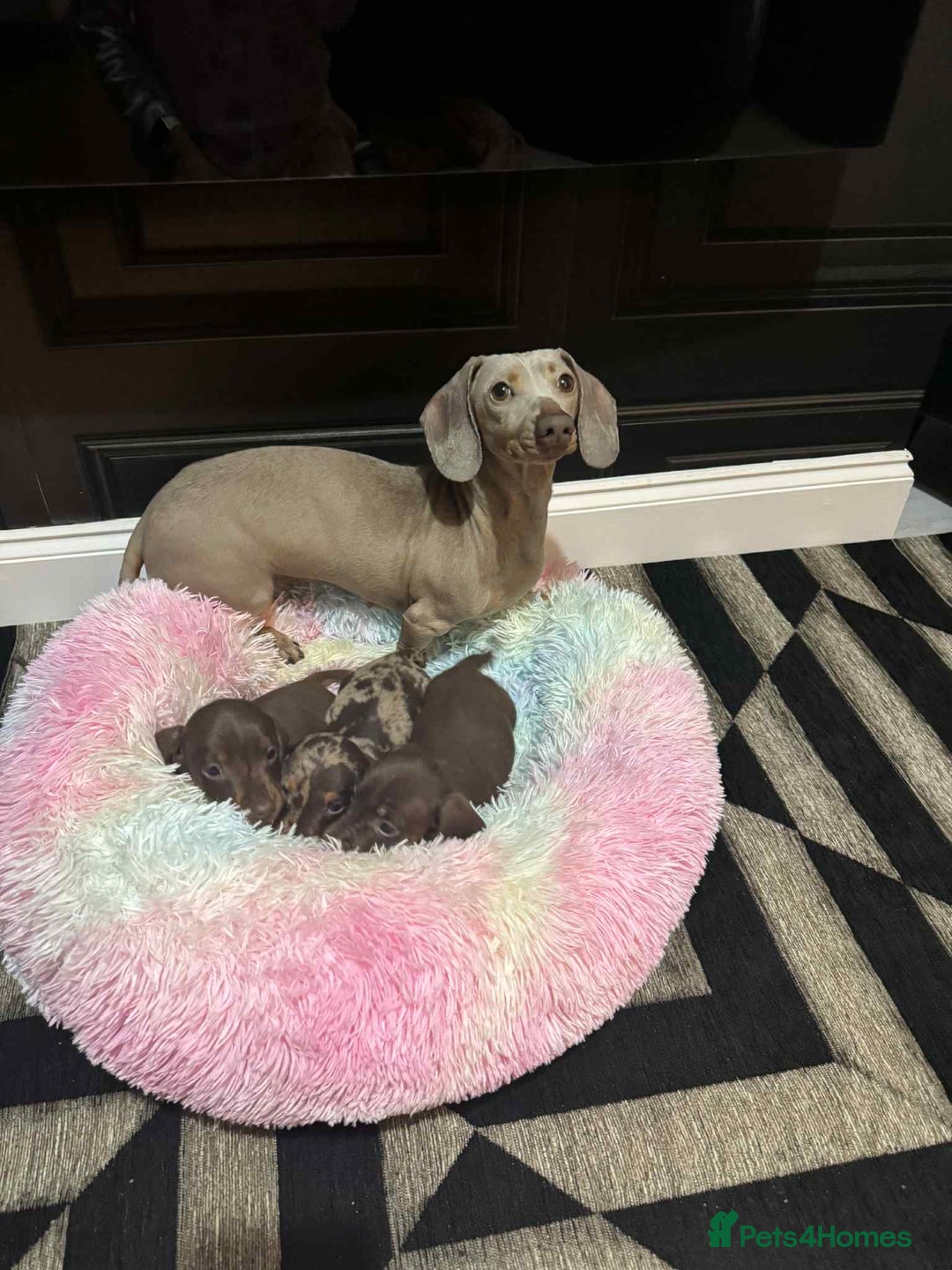 Miniature Dachshund dogs for sale: 5⭐️ Miniature dachshund pups  - Image 4