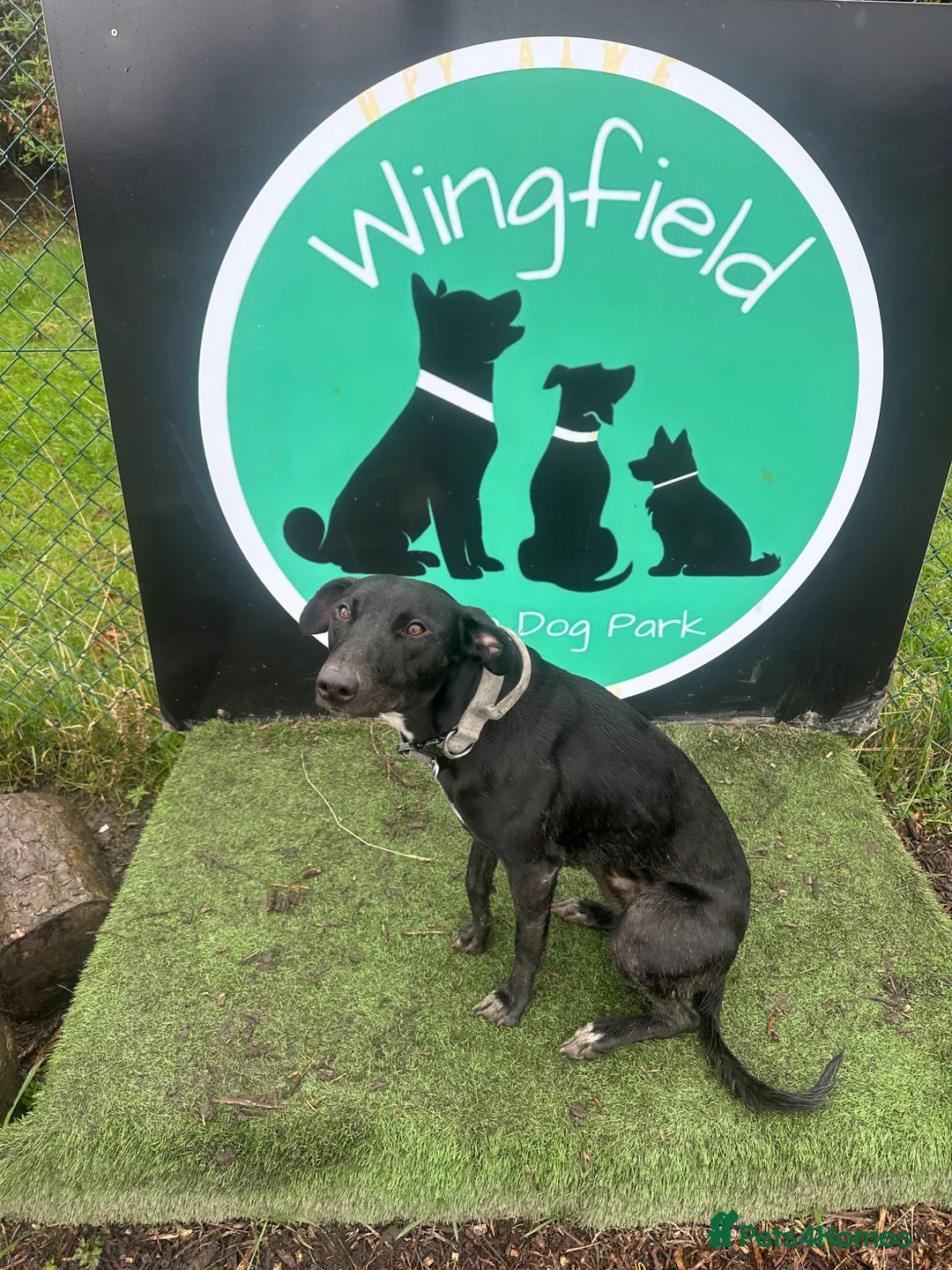 Lurcher dogs for sale: Chester in Leeds - Advert 2