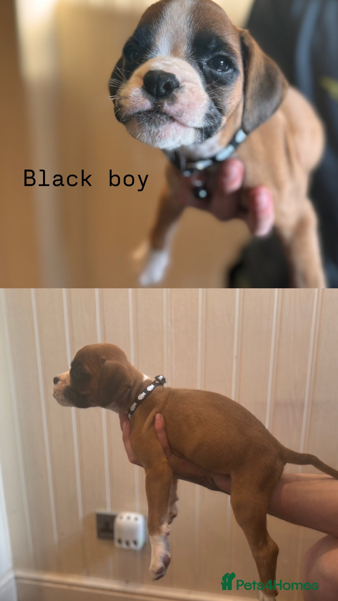 Boxer dogs for sale: Boxer puppies - Image 8
