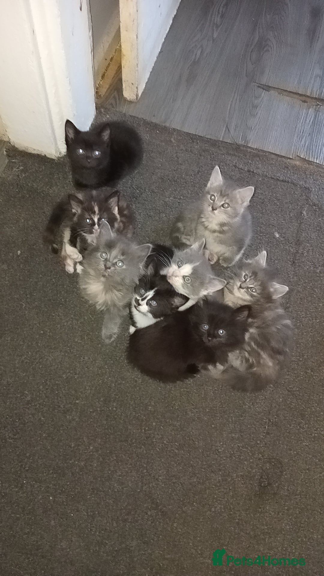 Burmese cats Kittens  - Advert 2