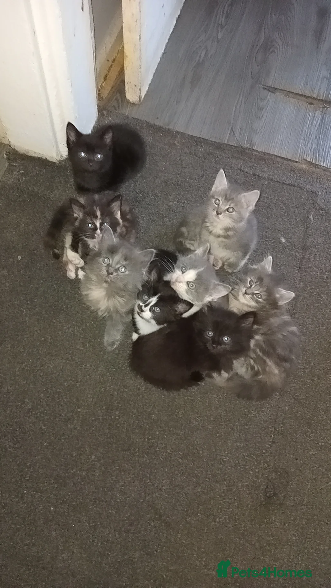 Burmese cats for sale: Kittens  - Advert 1