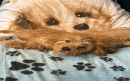 Cavachon dogs for sale: Fluffball Cavapoos ready to go 💕 - Image 16