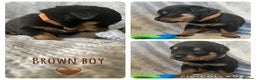 Rottweiler dogs for sale: Rottweiler puppies  - Advert 8