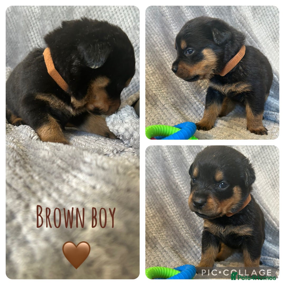 Rottweiler dogs for sale: Rottweiler puppies  - Advert 8