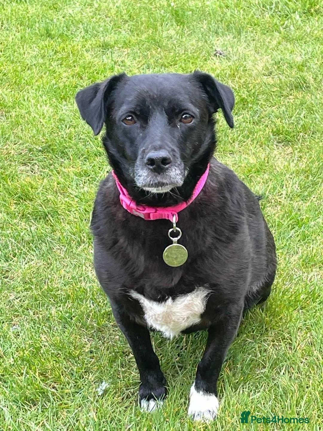 Mixed Breed dogs for adoption: Bramble  in Chelmsford - Advert 1