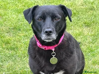 Mixed Breed dogs Bramble - Advert 6