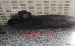 Lionhead rabbits for sale: 5 beautiful lionhead female babies - Image 21