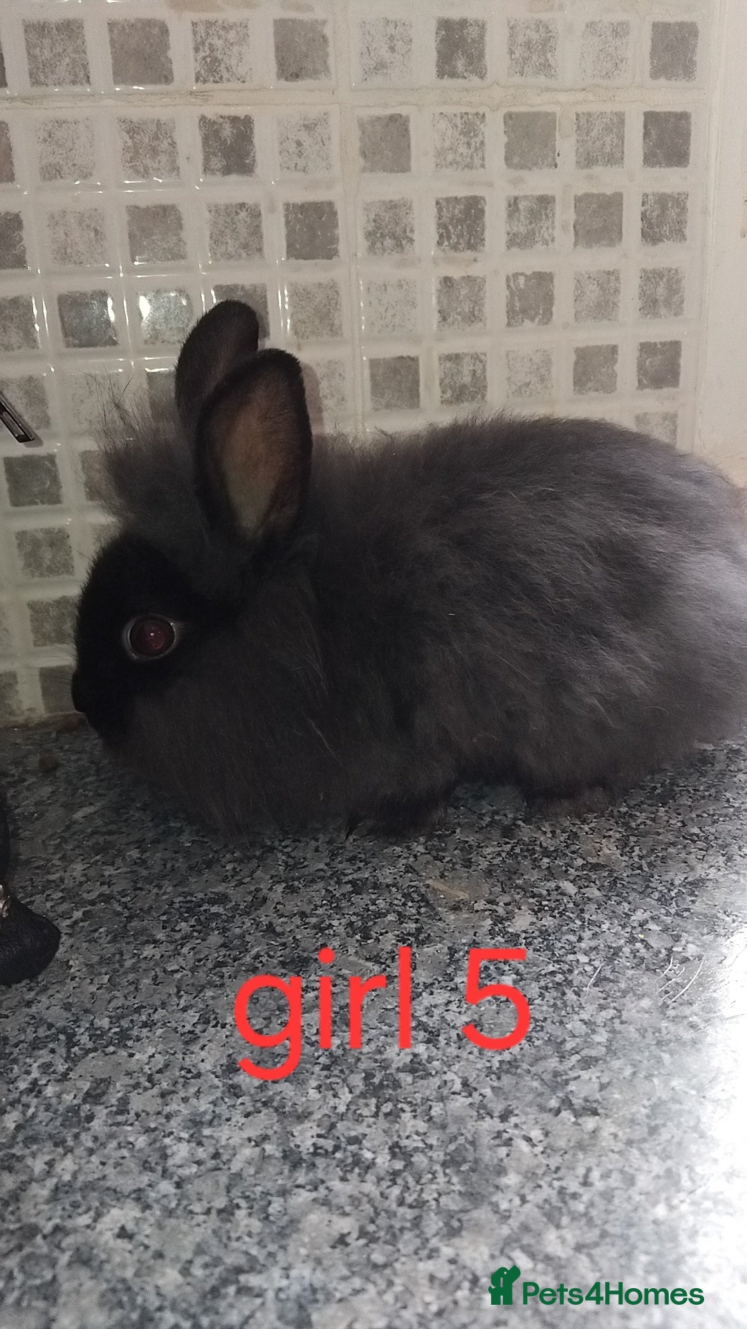Lionhead rabbits for sale: 5 beautiful lionhead female babies - Image 21