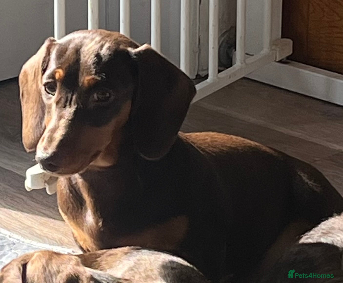 Miniature Dachshund dogs MINI DACHSHUNDS TRUE TO TYPE TWO GIRLS  - Advert 6