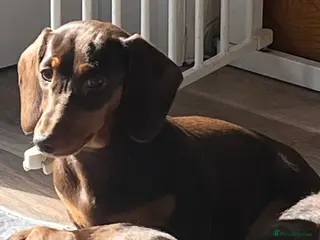 Miniature Dachshund dogs MINI DACHSHUNDS TRUE TO TYPE TWO GIRLS - Advert 6