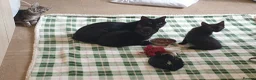 Mixed Breed cats for sale: 3 beautiful kittens - Advert 6