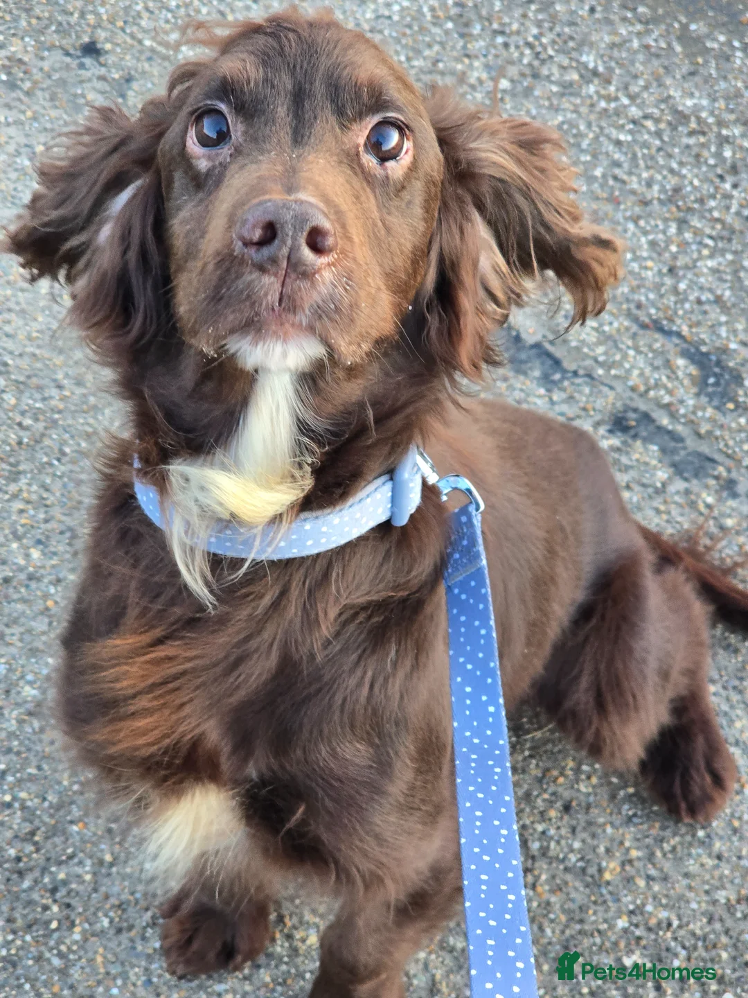 Cocker Spaniel dogs for sale: Cocker spaniel male  - Advert 1