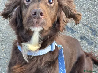 Cocker Spaniel dogs Cocker spaniel male - Advert 2