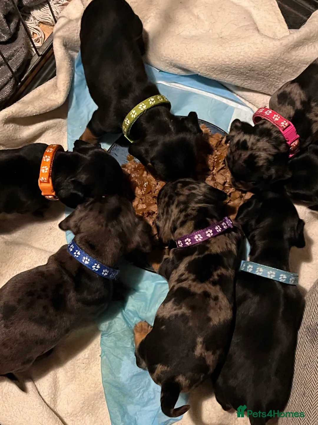 Mixed Breed dogs for sale: Stunning French’s Jack mum and dado dad pups - Advert 2