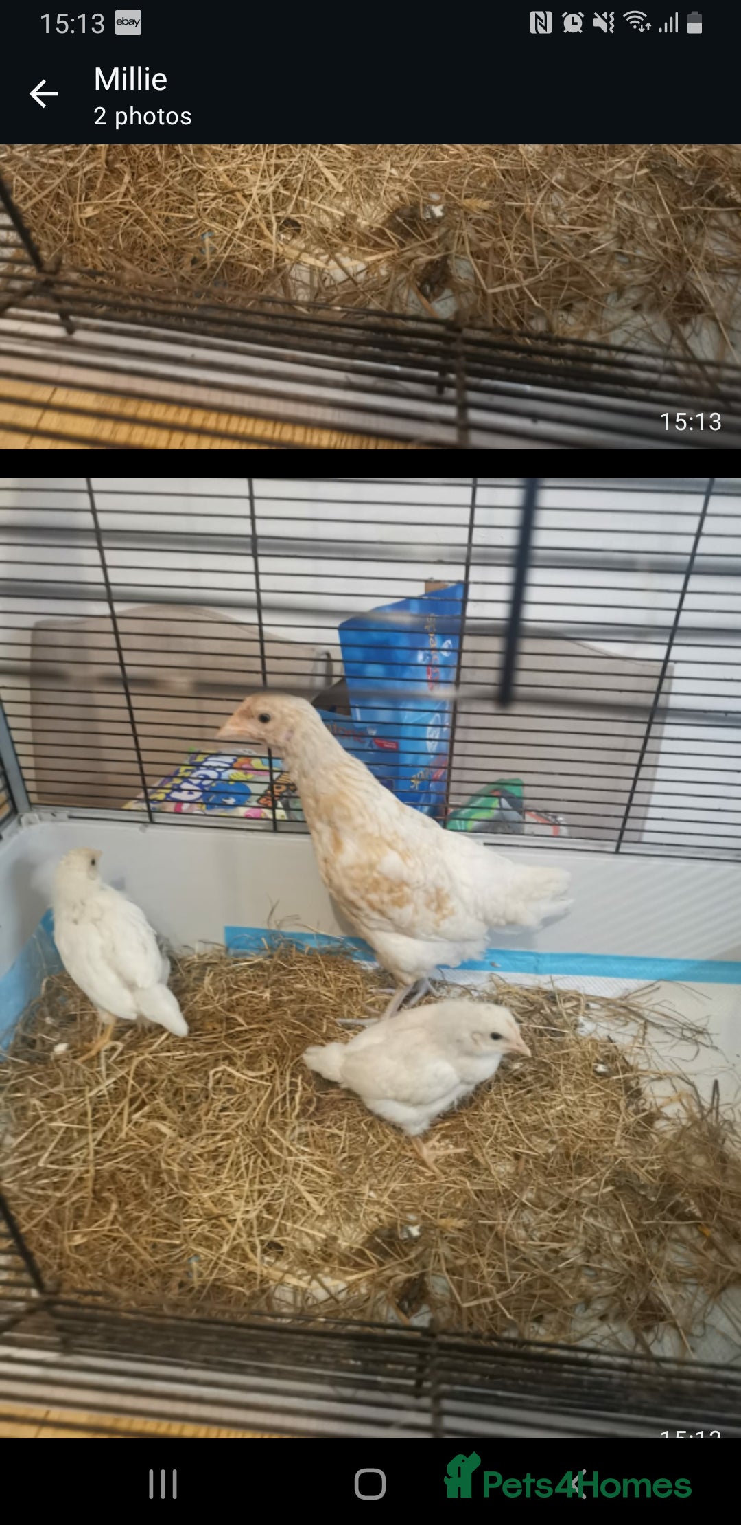 Mixed Breed poultry for sale: Hybrid hens - Image 3