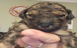 Mixed Breed dogs for sale: Pooshi x Bedipoo  - Image 8