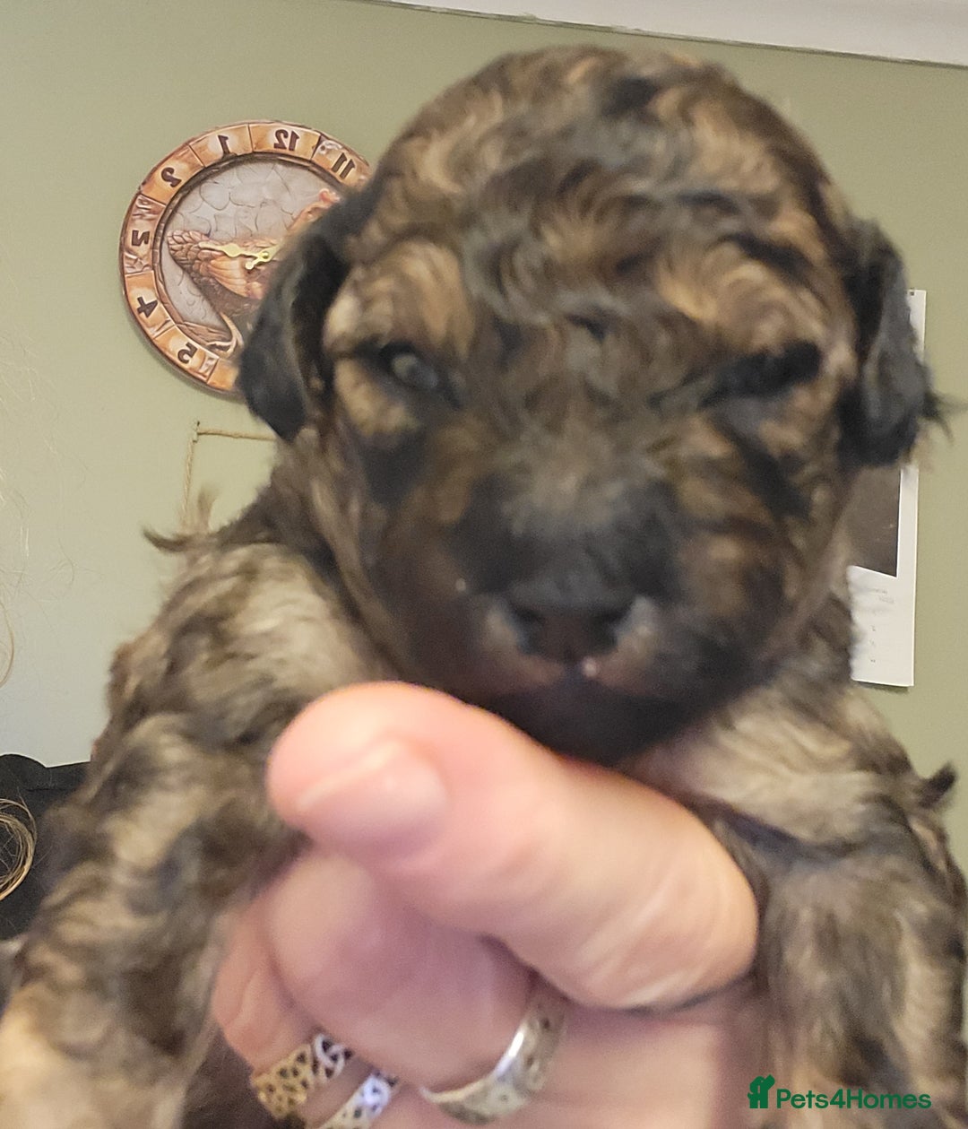 Mixed Breed dogs for sale: Pooshi x Bedipoo  - Image 8