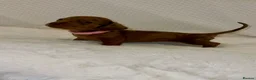 Dachshund dogs for sale: 🐾 Daxie & Chocolate’s Beautiful Puppies ! - Advert 3