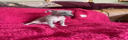 Mixed Breed dogs for sale: Stunning Wiggy’s Italian greyhound x whippet  - Advert 17