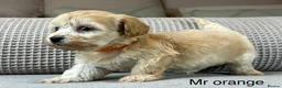 Maltipoo dogs for sale: BEAUTIFUL MALTIPOOS FROM DNA TESTED CLEAR PARENTS  - Advert 36