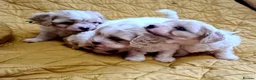 Cavapoo dogs for sale: Beautiful F1 Cavapoo Puppies Ready From 6th June  in London - Advert 11