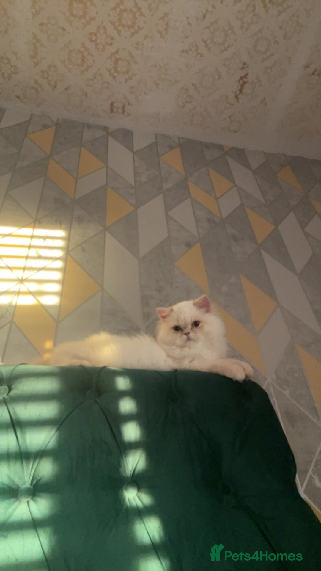 Persian cats for stud: 2 Persian cats in Bradford - Advert 2