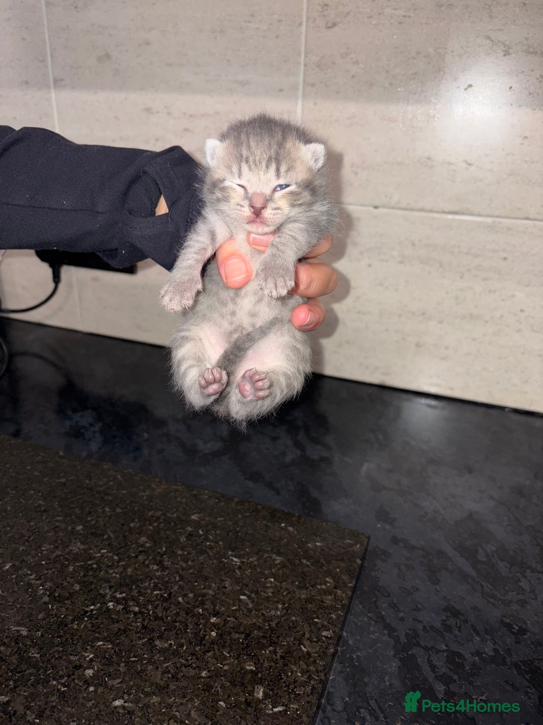 Bengal cats for sale: Bengal mixed Tabby - Advert 4