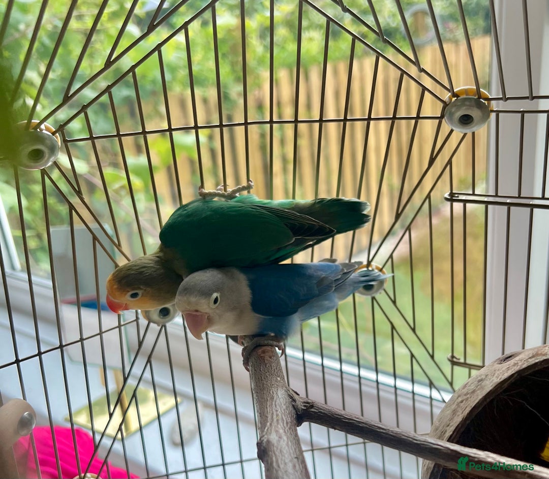 Lovebirds birds for sale: Beautiful Pair of Colorful Lovebirds –Blue & Green - Image 2