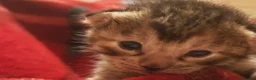Mixed Breed cats for sale: Best Friends in Training! Bengal x sphynx  - Advert 11