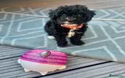 Maltipoo dogs for sale: Stunning F1b Toy Maltipoo puppies  in Bristol - Image 17