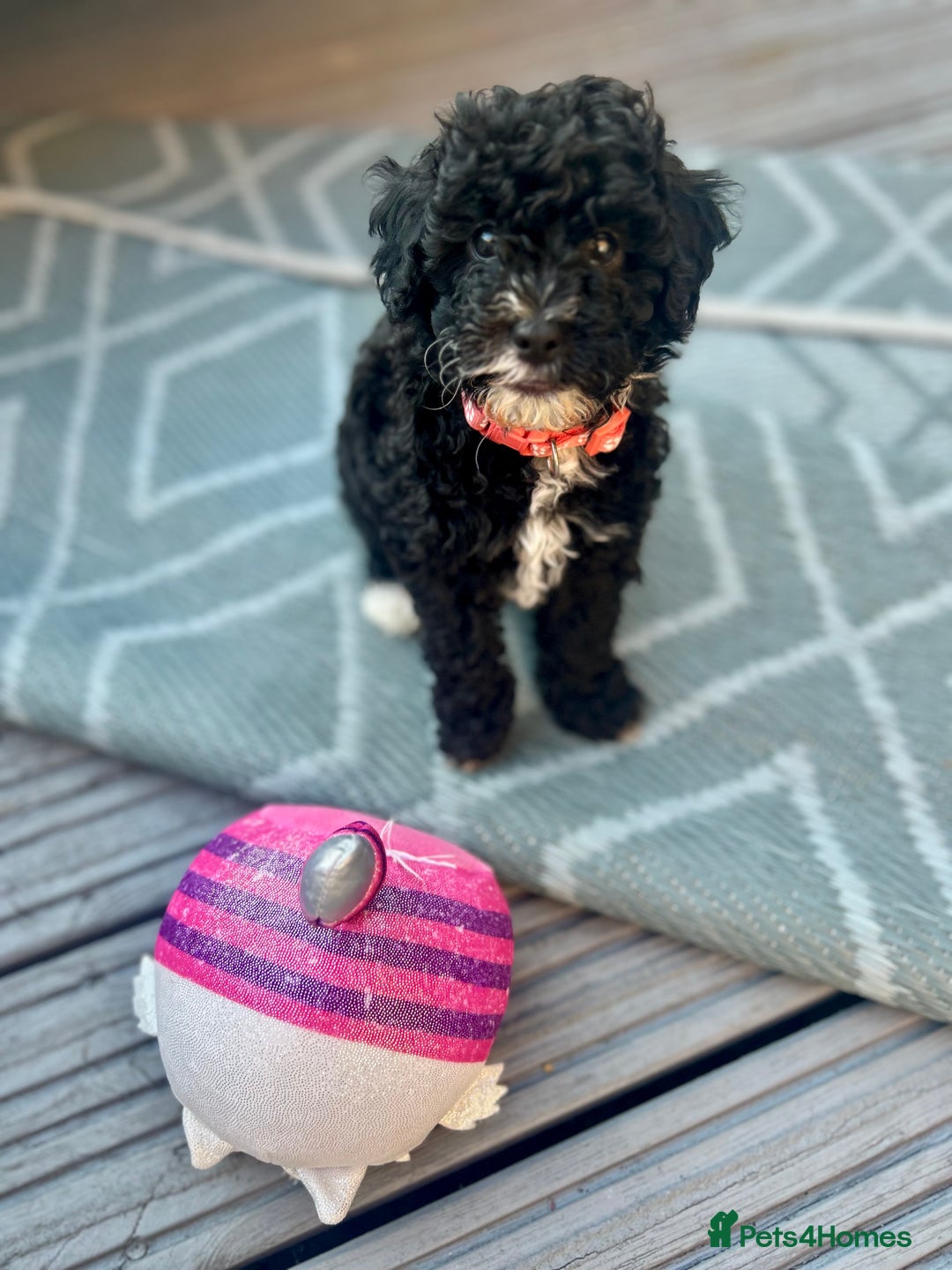 Maltipoo dogs for sale: Stunning F1b Toy Maltipoo puppies  in Bristol - Image 17
