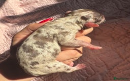 Chihuahua dogs for sale: Chocolate Merle Longhair Chihuahua,1boy 1girl left - Image 13