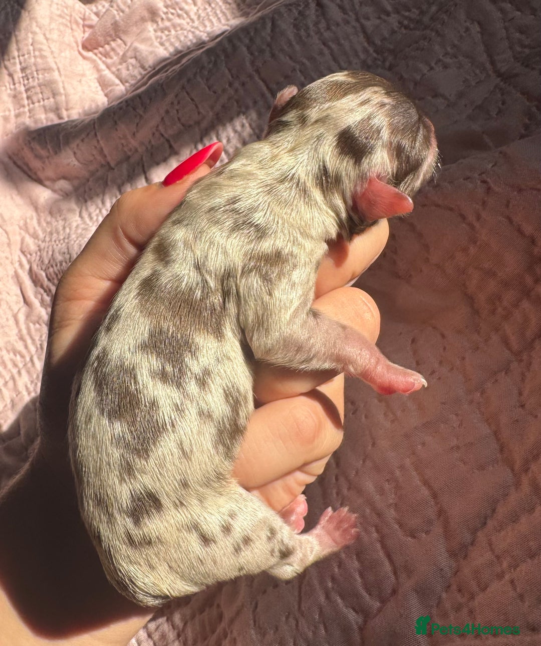 Chihuahua dogs for sale: Chocolate Merle Longhair Chihuahua,1boy 1girl left - Image 13