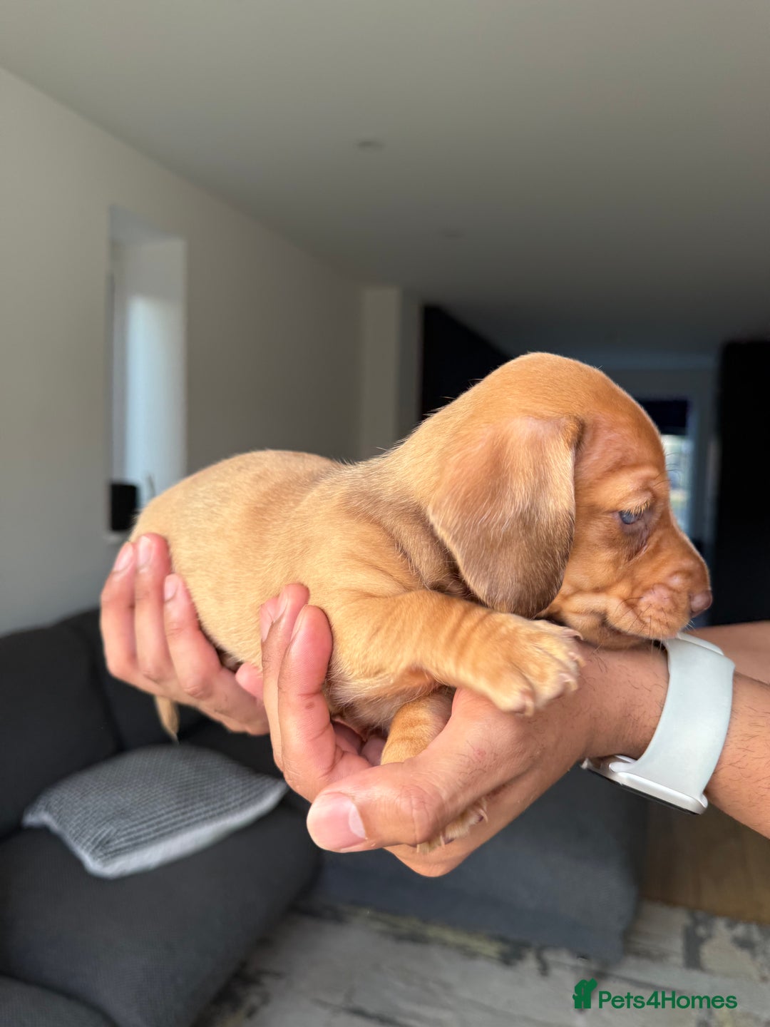 Dachshund dogs for sale: Miniature Dachshund Litter - Image 7