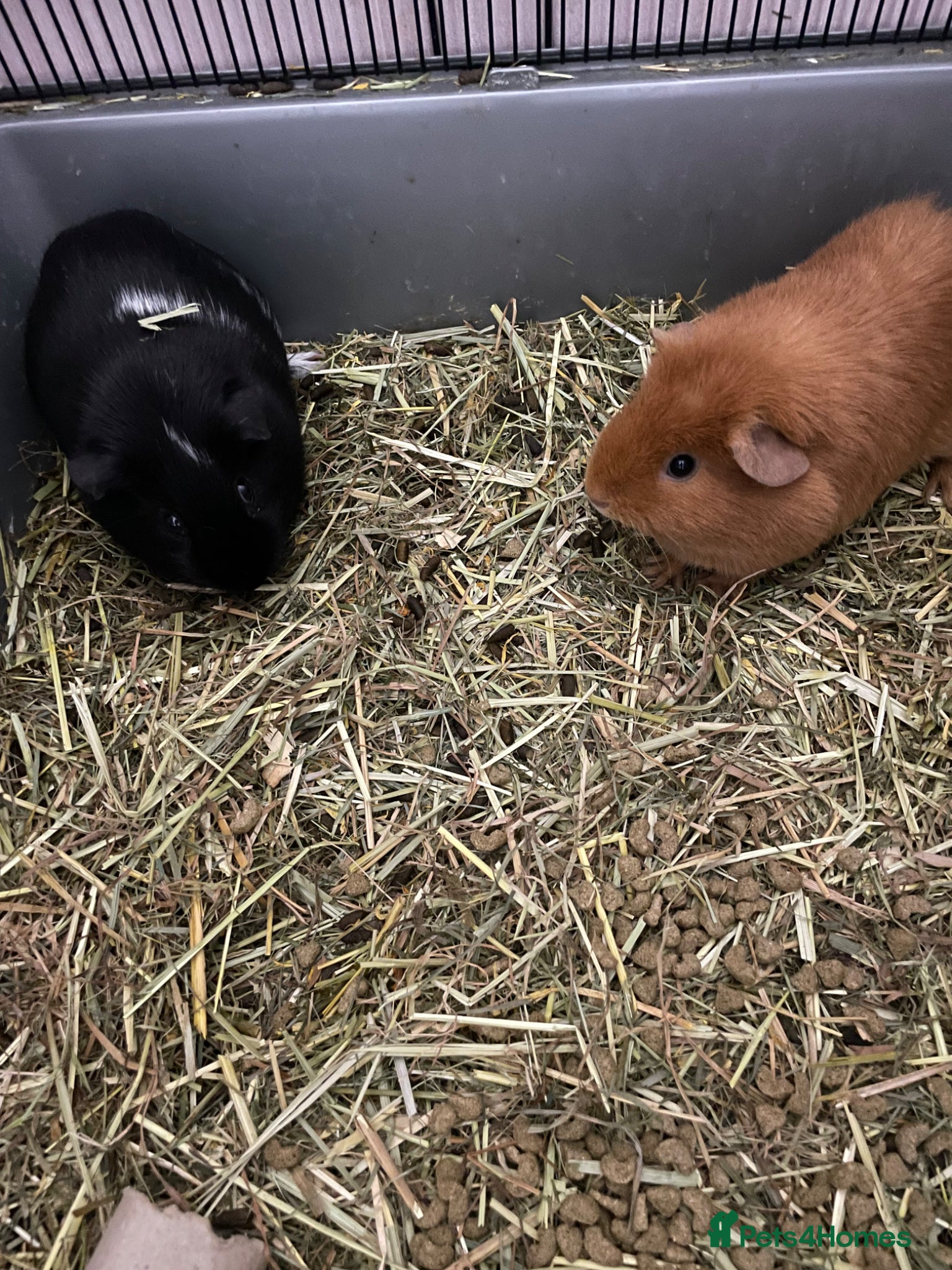 Guinea Pig rodents 2 female Guinea pigs  - Advert 1