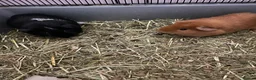 Guinea Pig rodents for sale: 2 female Guinea pigs  - Advert 1