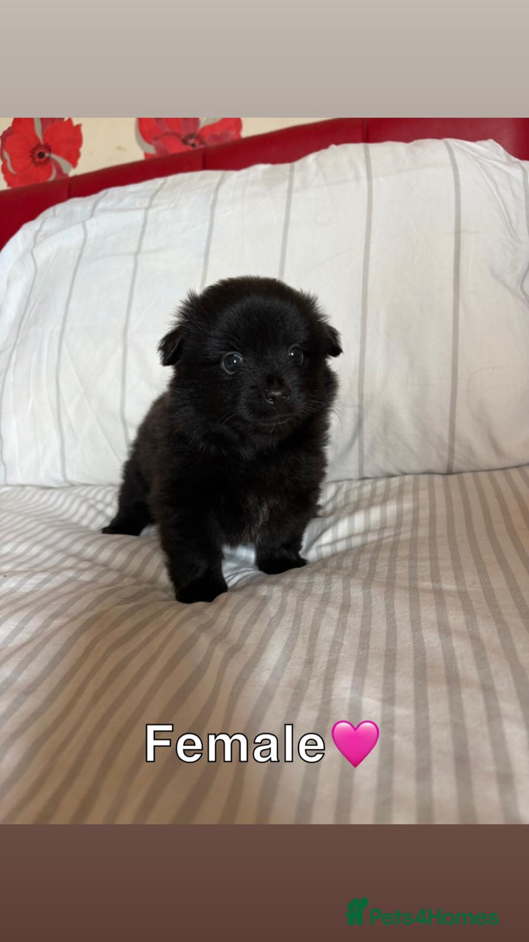 Pomeranian dogs for sale: 3 STUNNING POMERANIANS 1 MALE 2 FEMALE  - Image 5