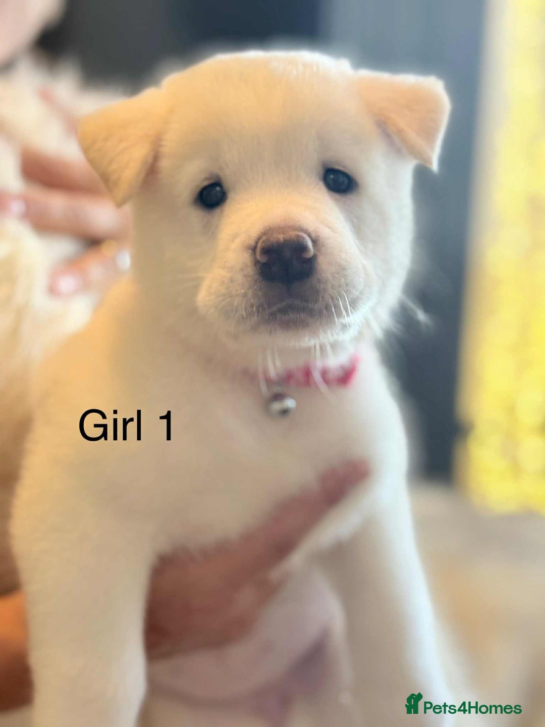 Akita dogs for sale: Akita puppies 4 - 2 boys 2 girls  - Image 6