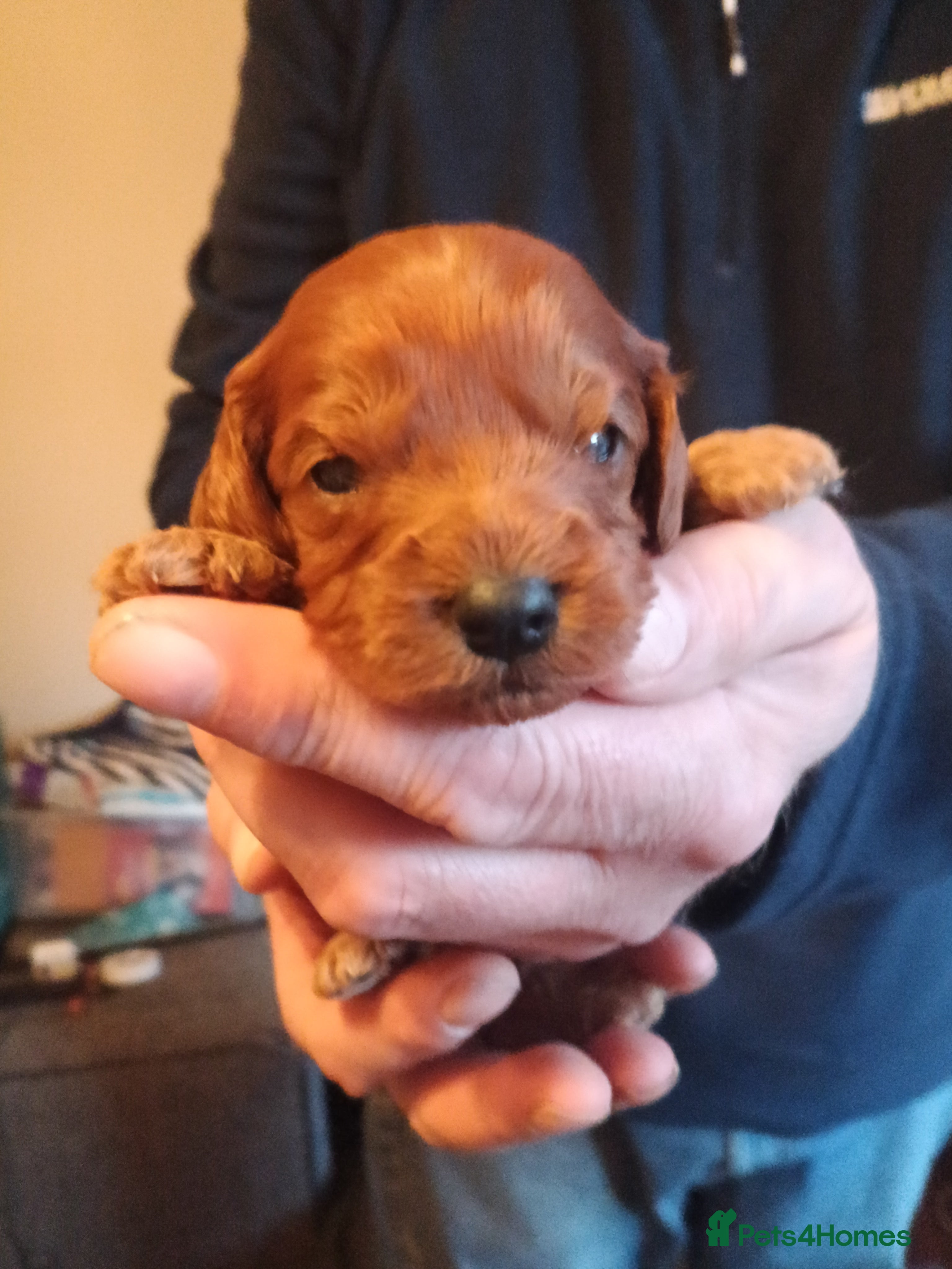 Cavapoo dogs Cavapoo puppies f1 FOX red girl❤️ !!!! .  - Advert 6